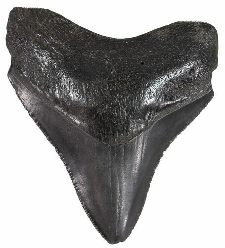 Serrated, Juvenile Megalodon Tooth - Georgia River #51724